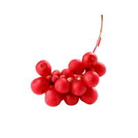 Schisandra