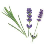 Lavanda