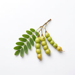 Sophora Japonica
